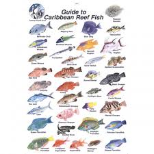 Reef Fish Of The Caribbean Fish Chart Fish Sea Fish