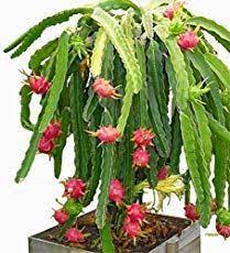 Dragon Fruit Plant Care Guide On How To Grow Dragon Fruit In 2020 Dragon Fruit Plant How To Grow Dragon Fruit Dragon Fruit Garden