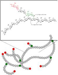 Carbohydrates are stored in fhe kiver and musc in the form of : Glycogen Wikipedia