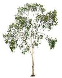 We did not find results for: Spanish Translation Of Eucalyptus Collins English Spanish Dictionary