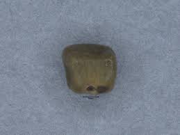 Image result for Indigofera drepanocarpa