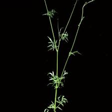 Image result for Bidens diversa