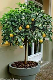 Image result for Citrus × limon