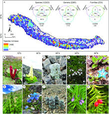 Image result for Rotala milne-redheadii