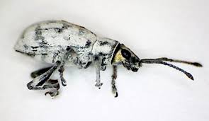Little leaf notcher weevil bite. Sri Lankan Weevil Myllocerus Undecimpustulatus Undatus Marshall