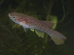 Image result for Raphidiocystis