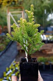 Image result for Cryptomeria