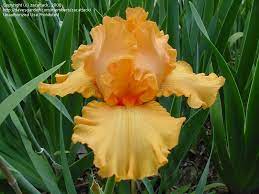 Full Size Picture Of Border Bearded Iris Orange Pop Iris Iris Flowers Bearded Iris Iris