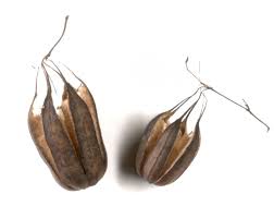 Image result for Aristolochia heppii