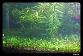 Image result for Marsilea minuta