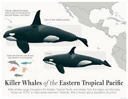 Image result for whale