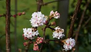 Aujourd'hui je vais vous parler de plantes grasses. Arbuste Resistant Au Froid Exemples Cote Maison
