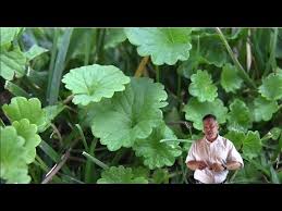 Nothing can ruin a perfectly healthy lawn then a weed that creeps its way in and refuses to leave. Can A Thick Lawn Stop Creeping Charlie Or Ground Ivy Youtube