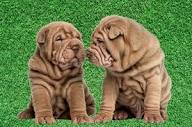 Wrinkly Dog Breeds: Care, Health, and Characteristics | Woof Blankets