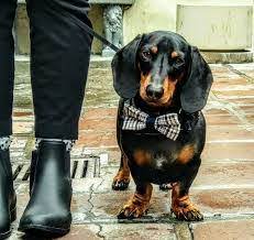 We raise quality akc registered mini dachshunds in the northern california foothills. 4 Best Dachshund Breeders In California 2021 We Love Doodles