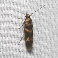 Image result for Scythris crypta