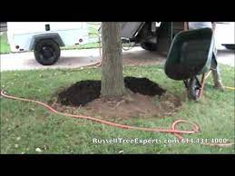 Tree Pruning Plant Health Tree Pruning Tree Service