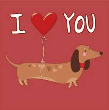 Pin By Whitney Harchanko On Dachshund Love Dachshund Lovers Dachshund Love Dachshund