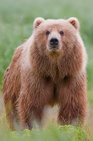 kodiak bear wikipedia