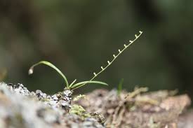 Image result for Helixanthera woodii