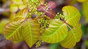 Poison ivy, poison oak and poison sumac cause an allergic, itchy skin rash. What Does Poison Ivy Look Like Everyday Health