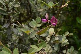 Image result for Galactia