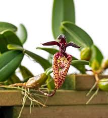 Image result for Bulbophyllum burttii