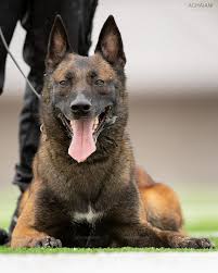 Steve Gregalunas S Metloff S Ammo Igp3 Belgium Malinois Belgian Malinois Malinois
