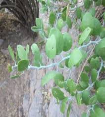 Image result for Capparis cartilaginea
