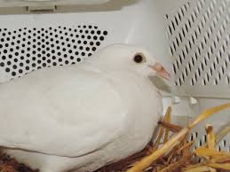 Es war im jahre 1487, als eine große hochzeit in münchen stattfand. Tierqual Trend Hochzeitstauben Vet Magazin Com