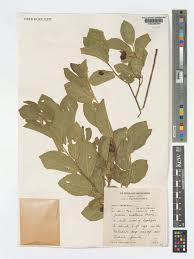 Image result for Grewia avellana