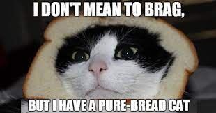 I Don T Mean To Brag Cats Cat Jokes Dad Jokes