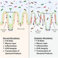 Other organizations associated with this clinic are. The Gut Eye Axis Lessons Learned From Murine Models Springerlink