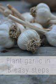 Our Neck Of The Woods Plant Garlic In 5 Easy Steps When To Plant Garlic Planting Garlic Garlic