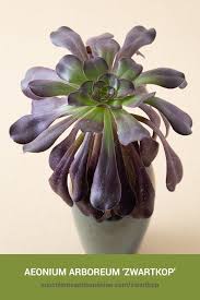 The light green leaves are stemless and can sometimes clump side by side. Aeonium Arboreum Zwartkop Succulents And Sunshine