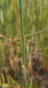 Image result for Limeum sulcatum