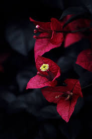 Pin On Bougainvillea