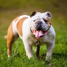 One of a kind bulldog rescues. English Bulldog Puppies For Sale Adoptapet Com