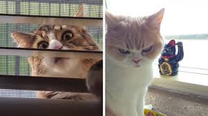 Sadece Kedi Sahiplerinin Anlayabilecegi 20 Enteresan Durum 2020 Kedi Hayvan Cats