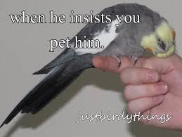 See more ideas about cockatiel, pet birds, pets. So Cute Cockatiels Pinterest Cockatiel Funny Birds Funny Parrots