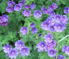 Hours may change under current circumstances Geranium Pacific Bulb Society
