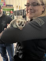 Gizmo the sugar glider came out to make a appearance🥰 the guest were  suprised how soft he was ! Their name comes from their love of sugary foods  like sap and nectar,