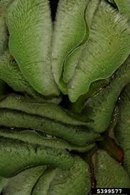 Image result for Salvinia hastata
