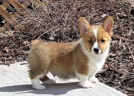 Corgi puppies for sale under $300. Pembroke Welsh Corgi For X Mas Come Get One Now Indianapolis For Sale Fort Wayne Pets Dogs