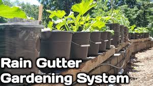 Top 6 Rain Gutter Garden Problems Avoid These Mistakes Youtube