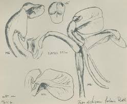 Image result for Platylepis glandulosa