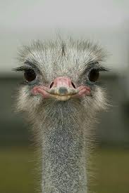 Birds Kus Ostriches Animals Animals Beautiful
