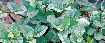 Image result for Basella alba