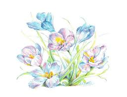 Pin On Color Pencil Drawing