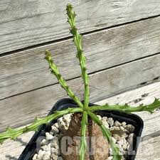 Image result for Euphorbia platycephala